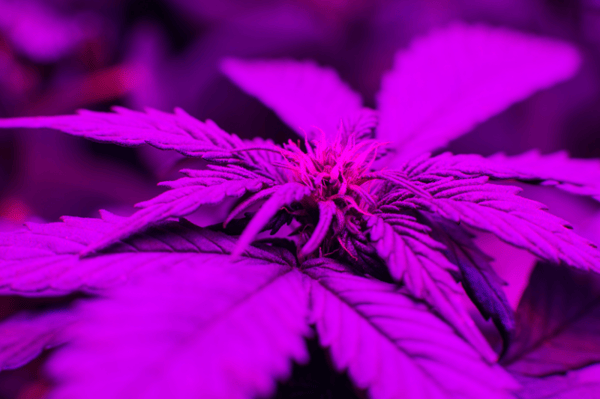 Is LED Lighting the Future of the Marijuana Industry?