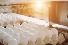 Egg Food Processing Plant Blog Size Image-1