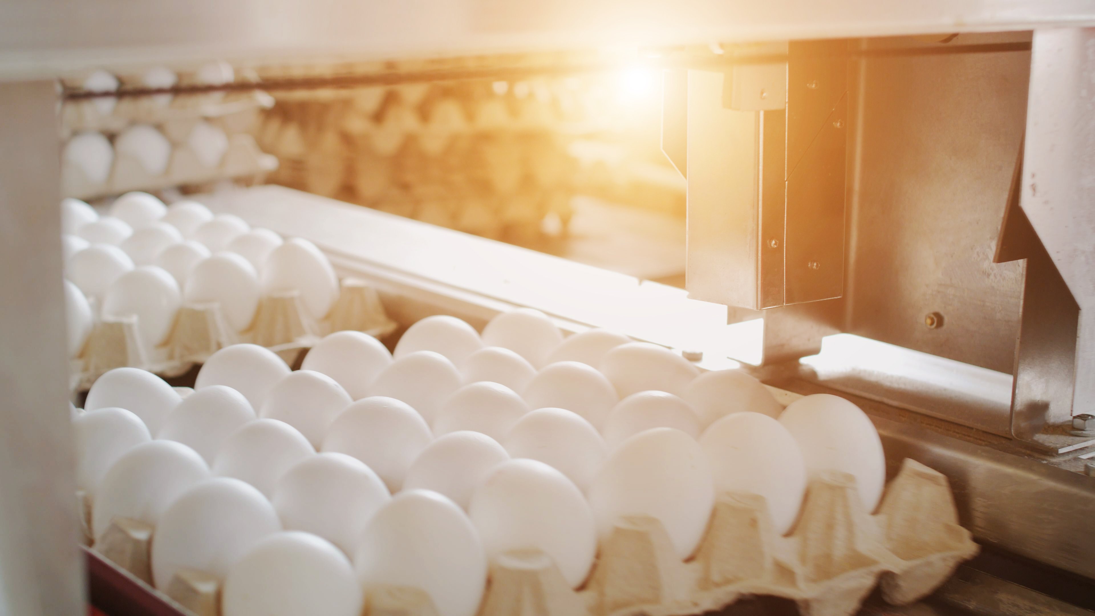 Dairy Processing Stock Photo (Eggs)